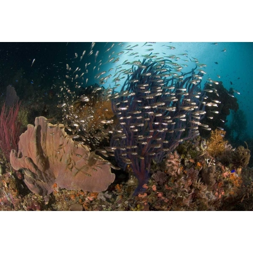 Indonesia Corals and glassy cardinalfish